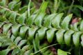 Polystichum lonchitis